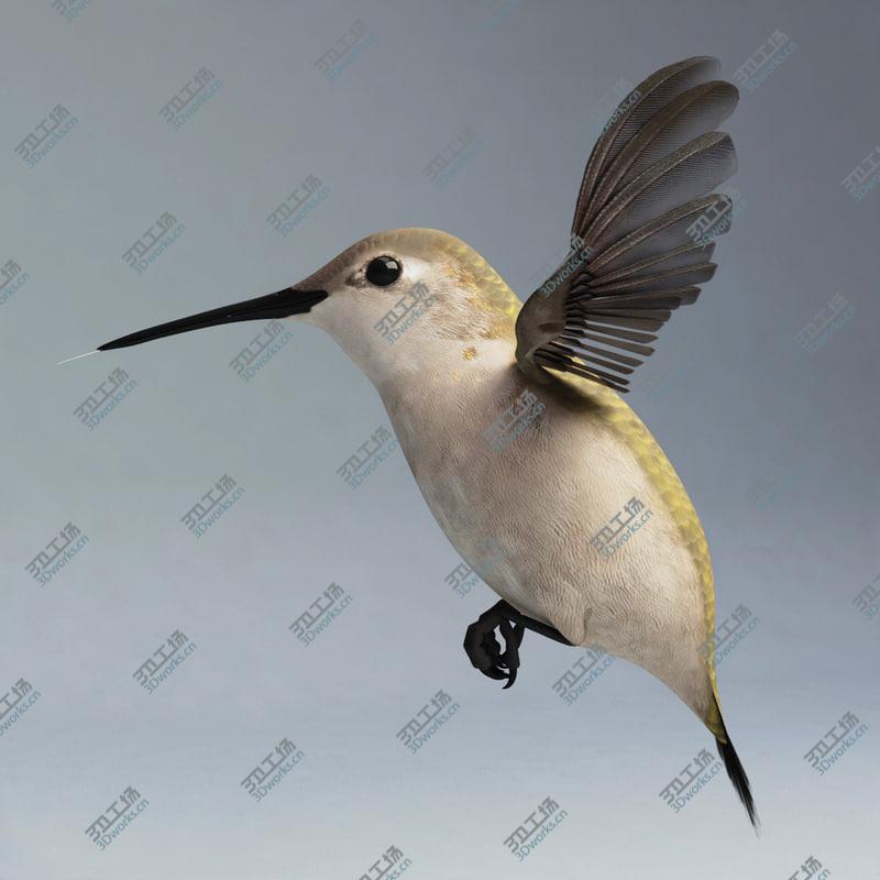 images/goods_img/202105074/Hummingbird Rigged/2.jpg
